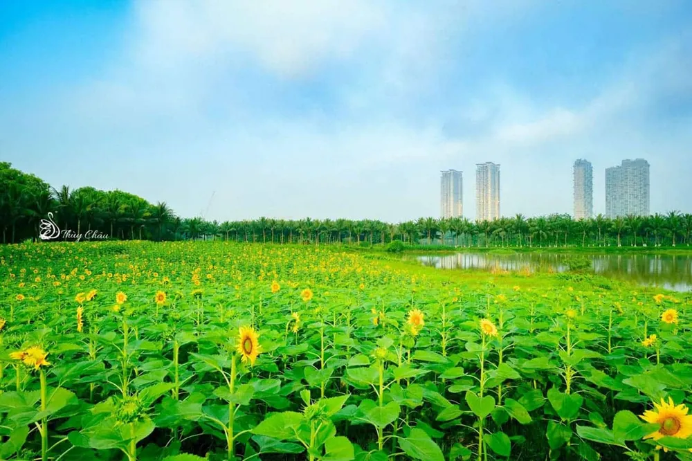 Ecopark - 'Nơi có gió' chữa lành cho người trưởng thành và thiên nhiên hạnh phúc cho trẻ nhỏ.