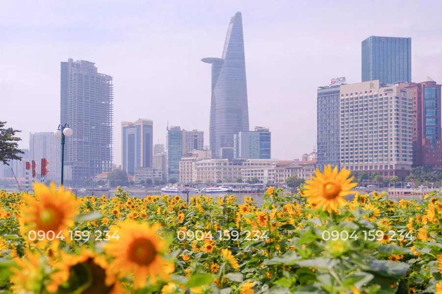 canh dong hoa huong duong Thu Thiem so huu view "Trieu Do"